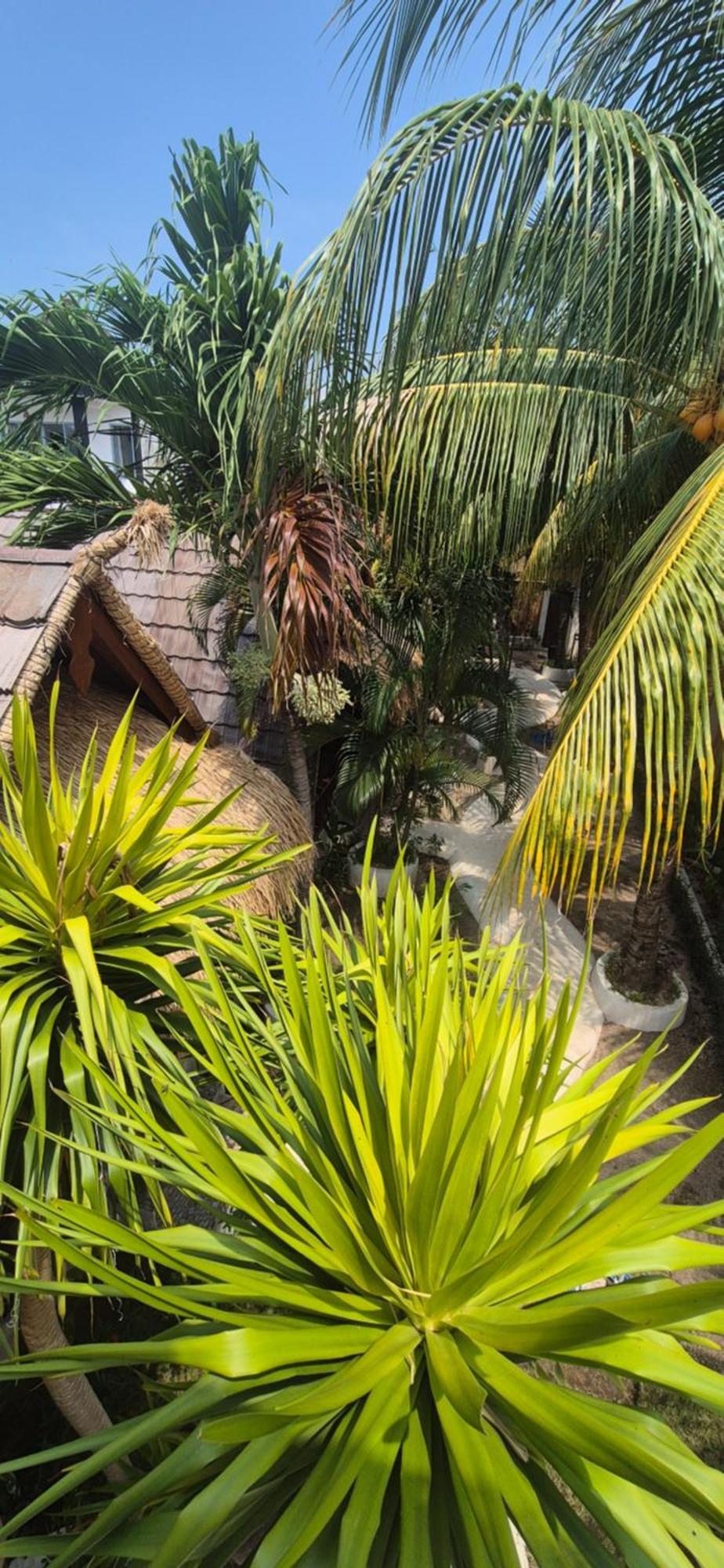 Tricky Trees Sunset Bungalows Gili Air Bagian luar foto